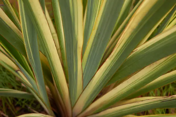 Photo of Phormium tenax variegatum