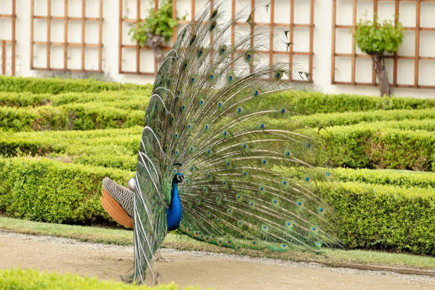 istock Peacock shows the beauty of his tail 1191921264