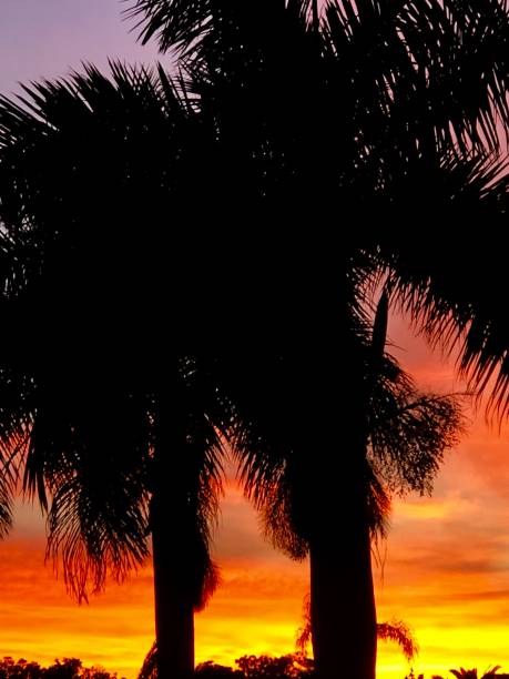 istock Sunset with two palm trees, in Palm Bay, Fl 1191921899