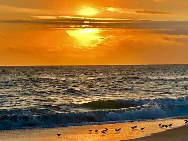 istock Indialantic Beach, Fl sunrise with gulls 1191921940