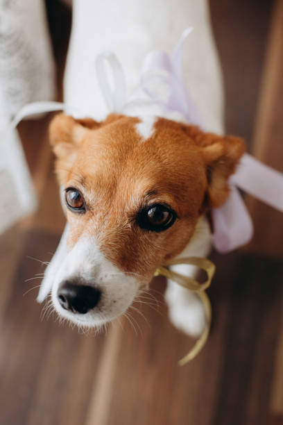 istock dog in bed with brides shoes 1191922286