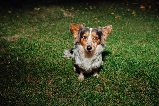 funny dog on the grass with space to the right