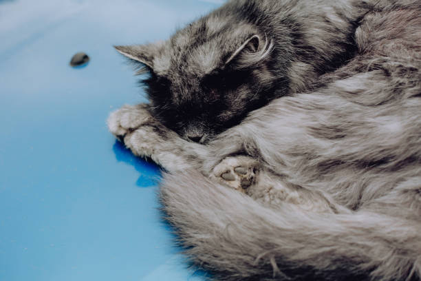istock gray persian cat on a blue car 1191922310