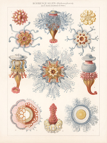 Siphonophorae: 1 - 4) Porpema medusa; 5) Porpalia prunella; 6 - 7) Discalia medusina; 8 - 12) Disconalia gastroblasta. Chromolithograph, published in 1900.