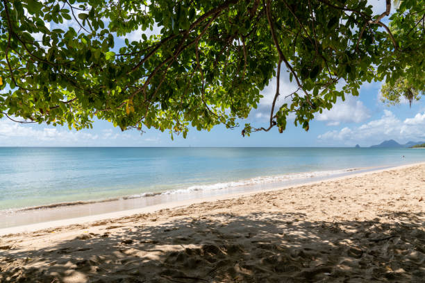 Idyllic tropical beach with palm trees, limestone and a blue sky