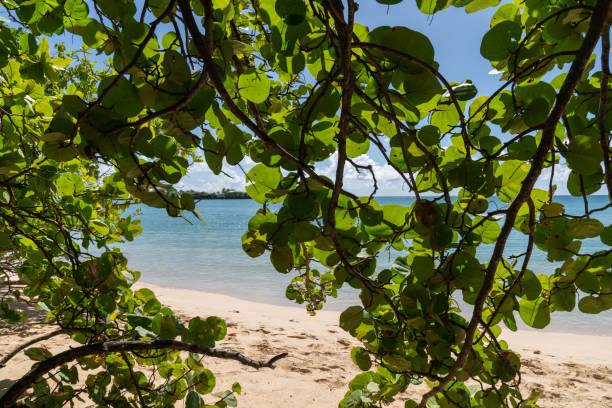 istock Martinique, beach with coconuts palms, golden sand blue sky and sun 1191923513