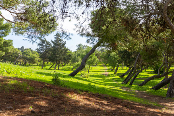 istock hiking trail leading through green meadow with trees 1191923592
