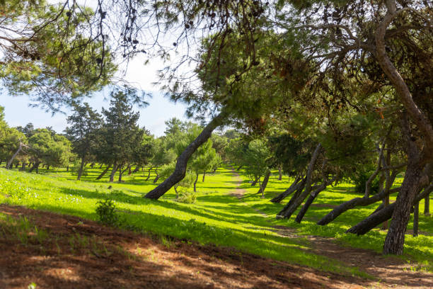 istock hiking trail leading through green meadow with trees 1191924131