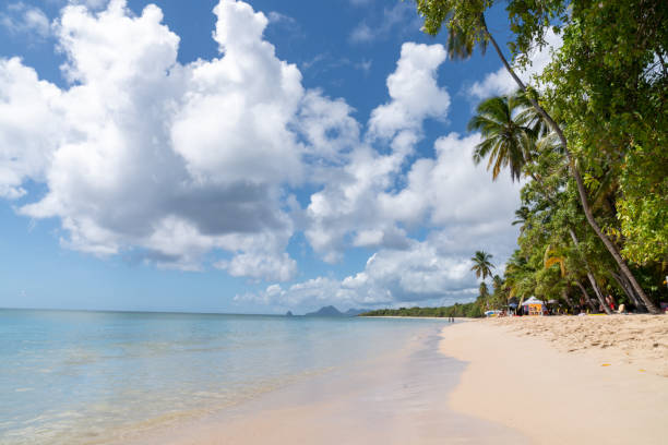 istock Martinique, beach with coconuts palms, golden sand blue sky and sun 1191924144