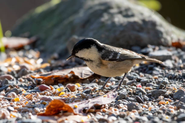 istock Coal Tit Standing on the Ground Feeding on Seeds 1191925745