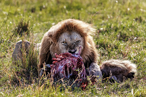 Male adult lion eating ribs of wildebeest carcass recently killed