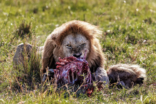Lions Eating Prey Stock Photos, Pictures & Royalty-Free Images - iStock
