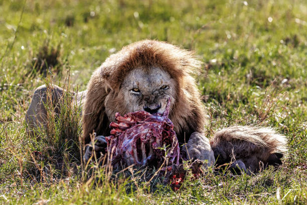 Lions Eating Prey Stock Photos, Pictures & Royalty-Free Images - iStock Lions Eating Prey Stock Photos, Pictures & Royalty-Free Images - iStock