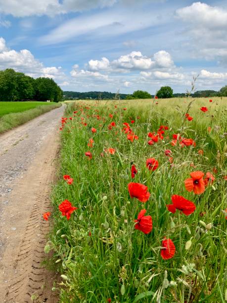 istock Wild poppies in a field 1191926150