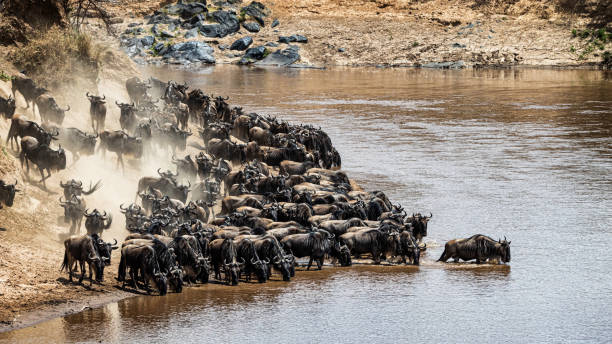 istock Leader of Pack of Wildebeest Testing Waters 1191926162