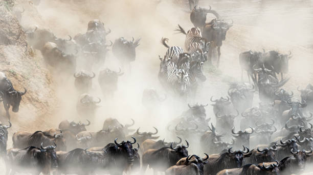 istock Wildlife Mad Rush Herd Stampede 1191926890