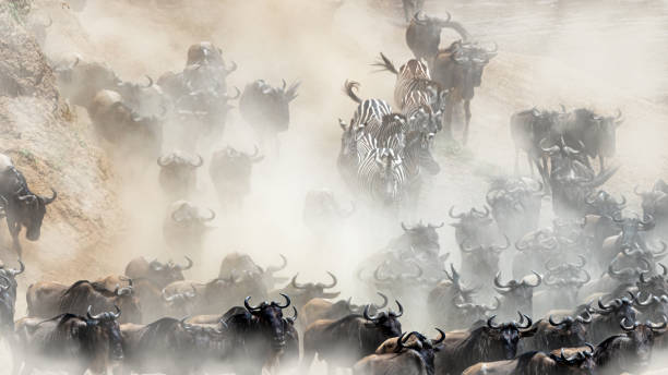 Wildlife Mad Rush Herd Stampede Dramatic dusty scene as wild wildebeest rush to cross the Mara river. stampeding photos stock pictures, royalty-free photos & images