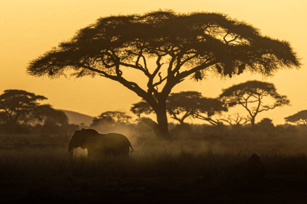 silhouette elefante caminando al atardecer dusting - valle del rift fotografías e imágenes de stock