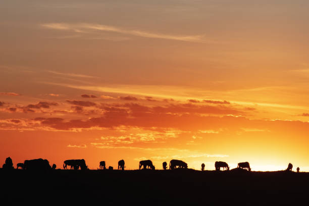 istock Sunset Silhouette Wildebeest in Africa 1191927095