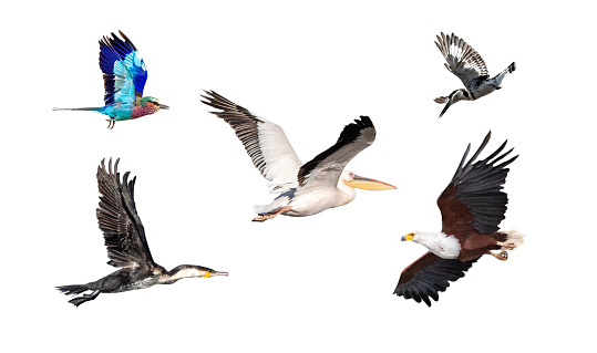 Collection of five different African birds with wings spread in-flight