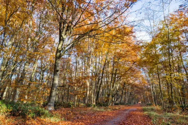 Walking at Autumn in the Fontainebleau Forest near Paris