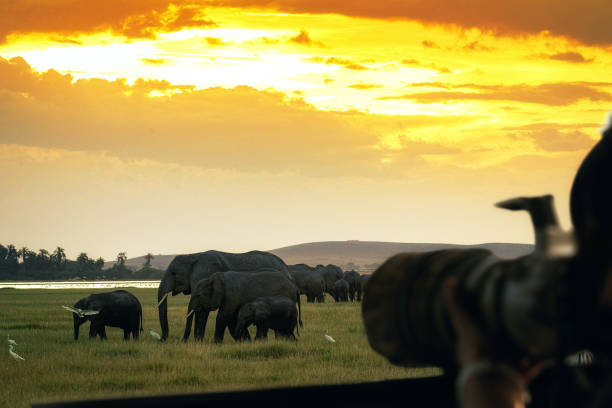 istock Photo Safari With Elephants at Sunset 1191927244