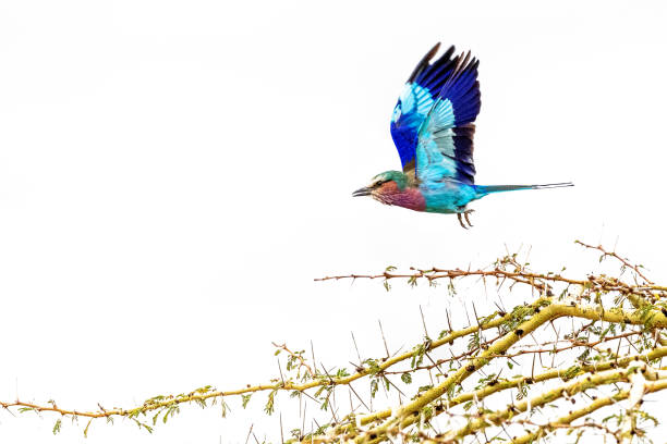 Lilac Breasted Roller in Flight Over White Sky Beautiful Lilac Breasted Roller Bird in flight above thorny bush. Isolated against white sky lilac breasted roller stock pictures, royalty-free photos & images