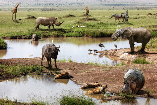 Kenya Africa safari scene with a large group of various wildlife animals around a watering hole