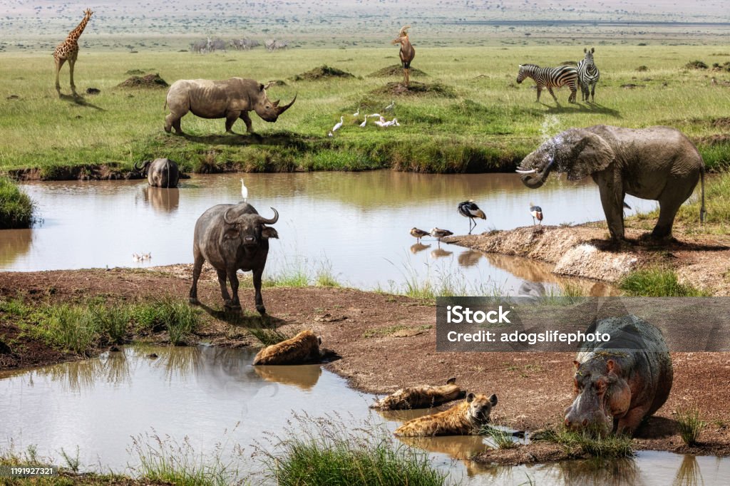 Kenya Africa Safari Animals Scene Stock Photo - Download Image Now -  Waterhole, Africa, Hyena - iStock