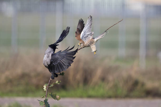 eine erwachsene turmfalken-überraschung griff eine kapuzenkrähe im flug an. - kestrel hawk beak falcon stock-fotos und bilder
