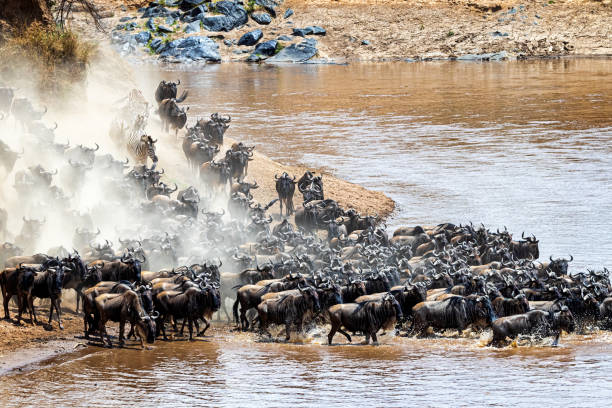 istock Stampede of Wildebeest and Zebra Herds 1191927577