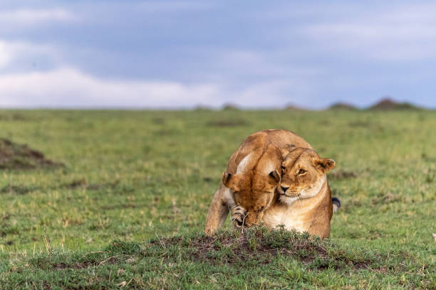 Two Female Lioness Showing Affection