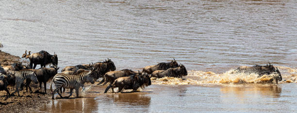 istock Wildebeest Racing Across Mara River 1191928185