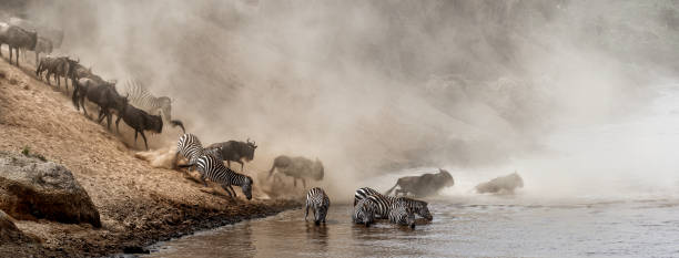 istock Great Migration Wildebeest Crossing Mara River in Kenya 1191928245