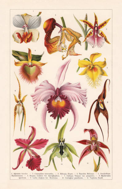 illustrations, cliparts, dessins animés et icônes de orchidées (orchidaceae), chromolithographe, publié en 1900 - dendrobium