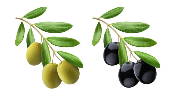 istock Olive tree branch with green and black olives isolated on white background 1191928312