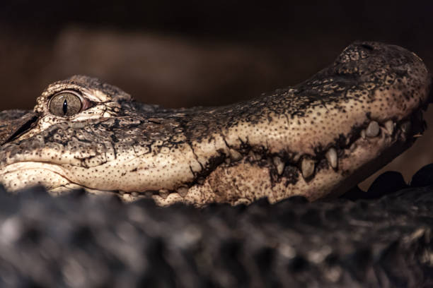 Head of the Broad-snouted caiman (Caiman latirostris) with closed eyes, crocodilian in the family Alligatoridae, native region: eastern and central South America.
