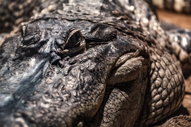 istock Crocodile looking at eating you. 1191928819