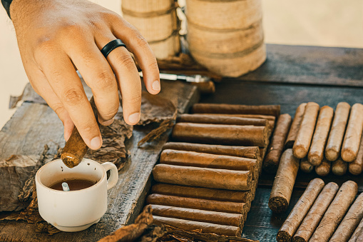 Tobacco manufacturer shows the preparation of cuban cigar and dips it into a honey cup.