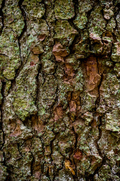 istock close-up bark of spruce 1191932487