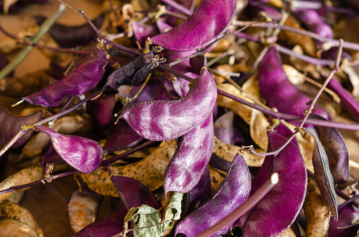 Purple pod of decorative Ruby Moon Hyacinth Bean or Bonavist bean, Dolichos bean or Seim bean or Lablab purpureus bean or Egyptian kidney bean or Indian bean or Bataw or Australian pea