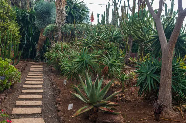 Photo of Tropical Botanical Garden in Funchal city