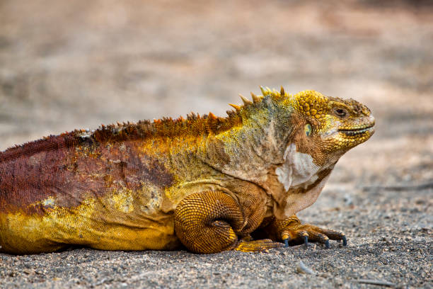 istock Galapagos land iguana at Isabela Island 1191935393