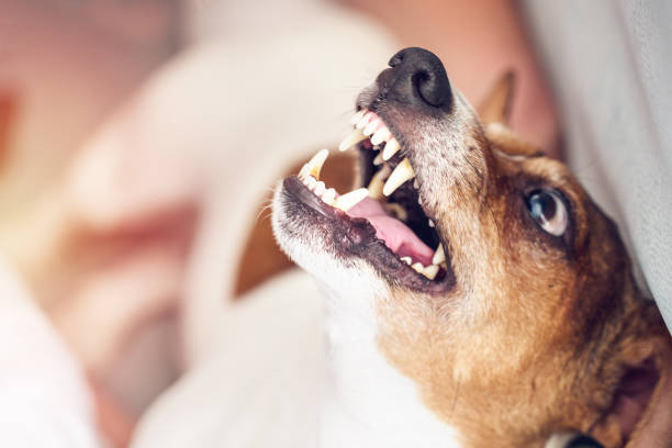 istock Aggressive small Dog Jack Russell Terrier at home 1191935612