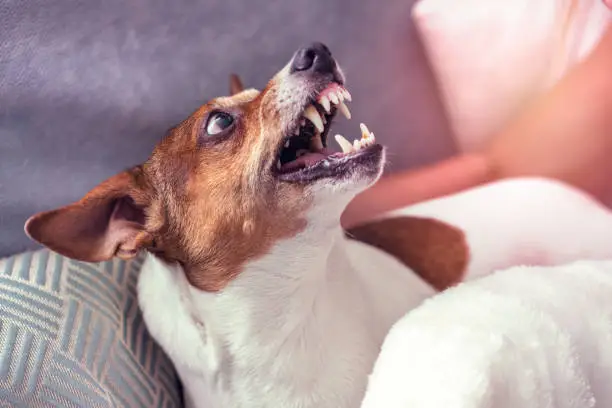 Photo of small angry dog shows teeth lie on sofa at home