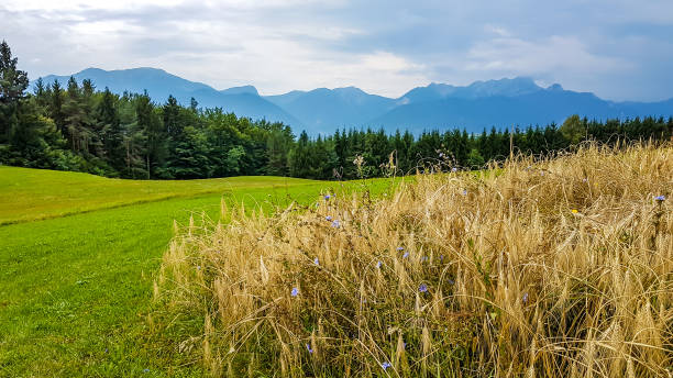 Panoramic view on alpine landscape of Austria. Lush green meadow spreads on a vast surface. There are high Alps in the back. Grains ripening, with purple flowers in between. Idyllic landscape.