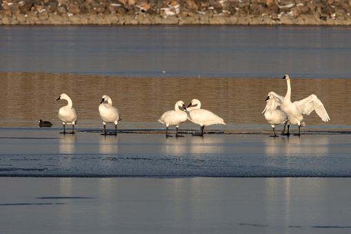 Standing on ice edge at Harriman Reservoir in Littleton, coots and mallards swim by a flock of tundra swans preening and relaxing during their migration across Colorado.