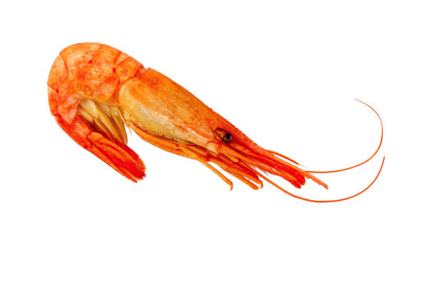 istock Prawns or Tiger Shrimps. Seafood. 1191936984