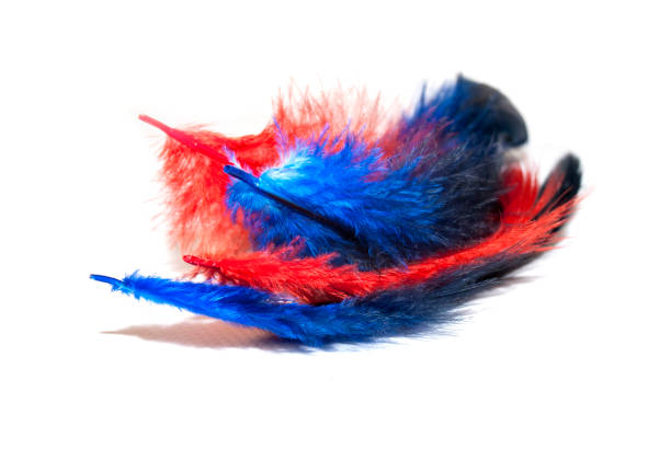 istock ed and blue fluffy feather on a white background. copy space 1191937197
