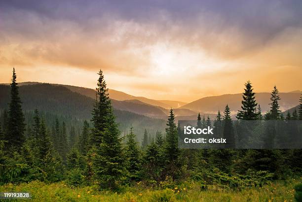 Landscape With Fog Stock Photo - Download Image Now - Forest, Mountain, Pine Tree